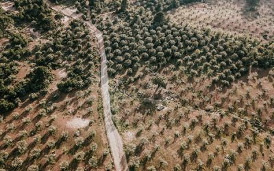 ¿Puede tu olivar mejorar con datos, suelo, agua y biodiversidad?