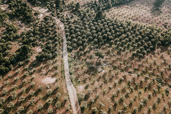 olivar4